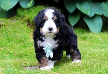 7-mistakes-people-make-when-adopting-a-bernedoodle-–-and-how-to-avoid-them