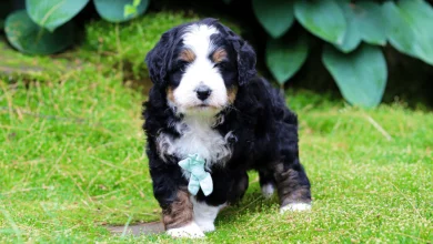 7-mistakes-people-make-when-adopting-a-bernedoodle-–-and-how-to-avoid-them